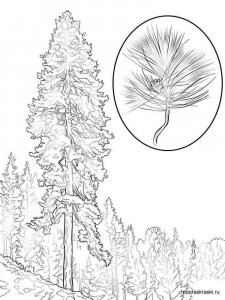Pine Tree coloring page 4 - Free printable