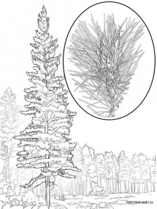 Pine Tree coloring page 6 - Free printable