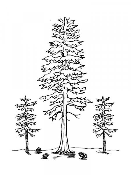 Pine Tree coloring pages