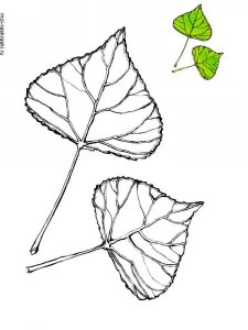 Poplar Tree coloring page 1 - Free printable
