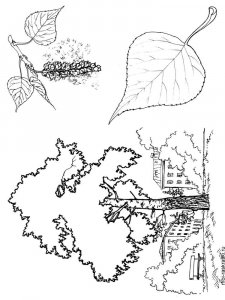 Poplar Tree coloring page 2 - Free printable