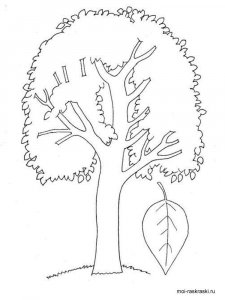Poplar Tree coloring page 3 - Free printable