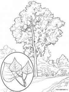 Poplar Tree coloring page 4 - Free printable
