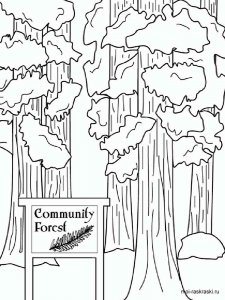 Sequoia coloring page 1 - Free printable