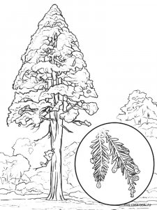 Sequoia coloring page 2 - Free printable