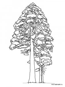 Sequoia coloring page 3 - Free printable