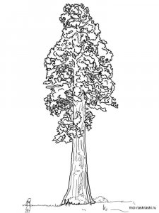 Sequoia coloring page 4 - Free printable
