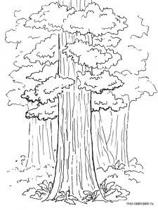 Sequoia coloring page 5 - Free printable