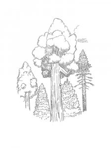 Sequoia coloring page 7 - Free printable