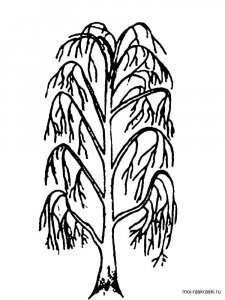 Willow Tree coloring page 4 - Free printable